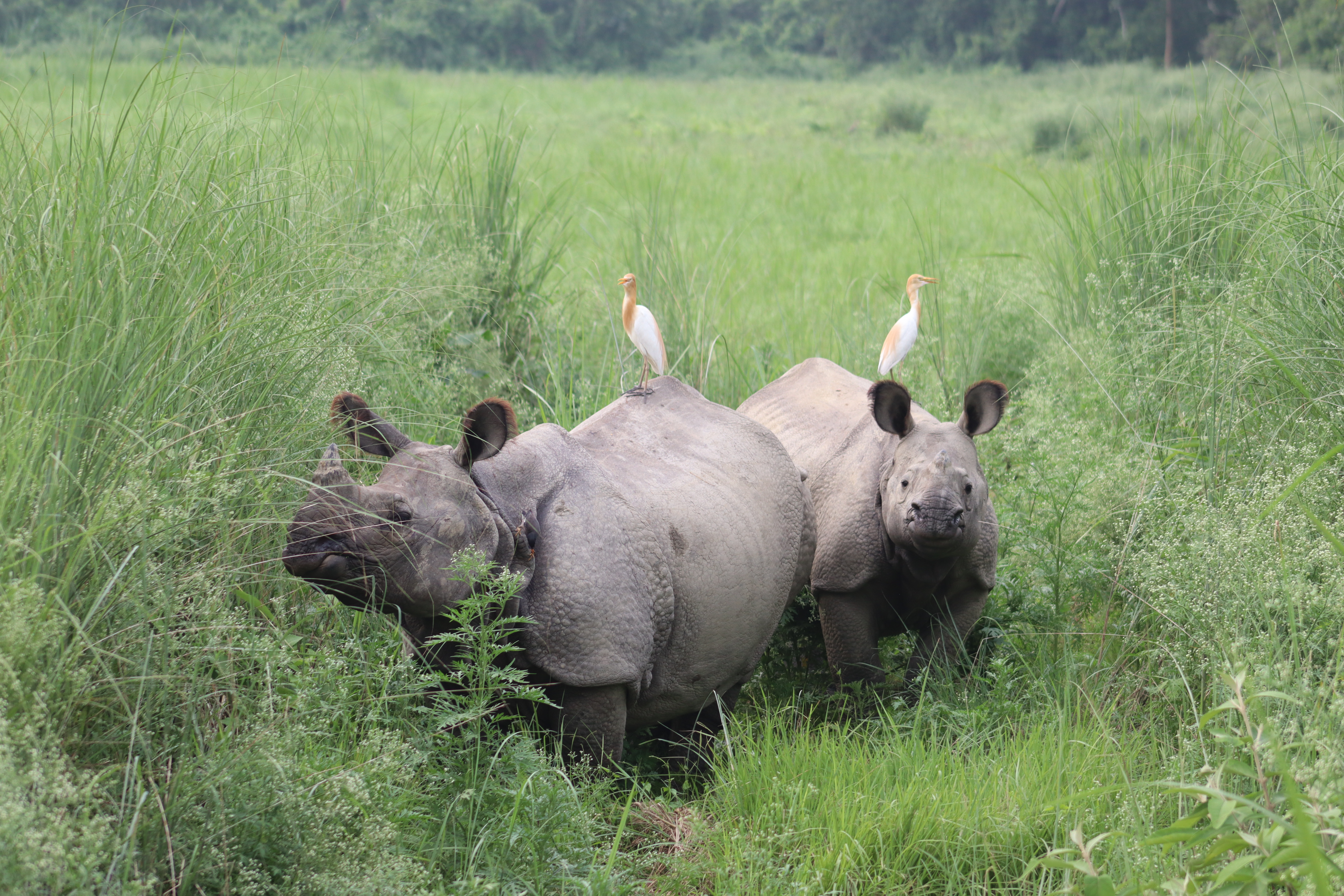 Greater one horned rhino, mother and calf in Chitwan National Park, Nepal © Babu Ram Lamichhane 2 (1).JPG