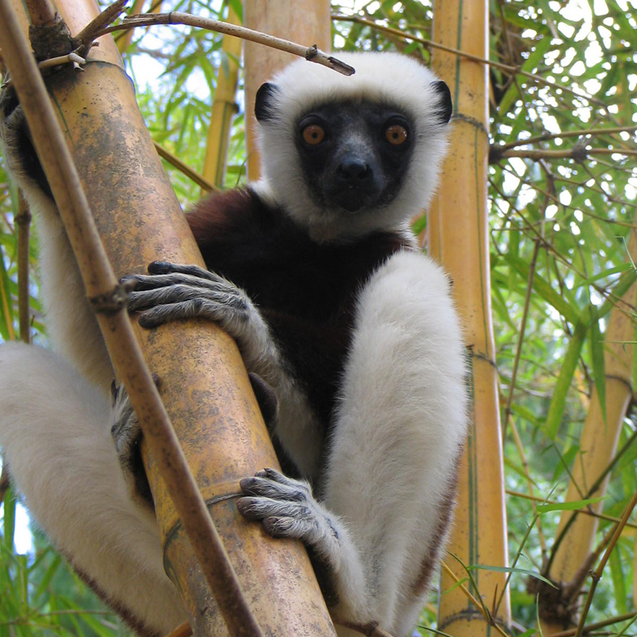 Sifaka Lemur Park.JPG