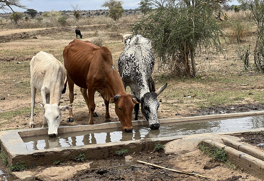 uganda cows.jpg